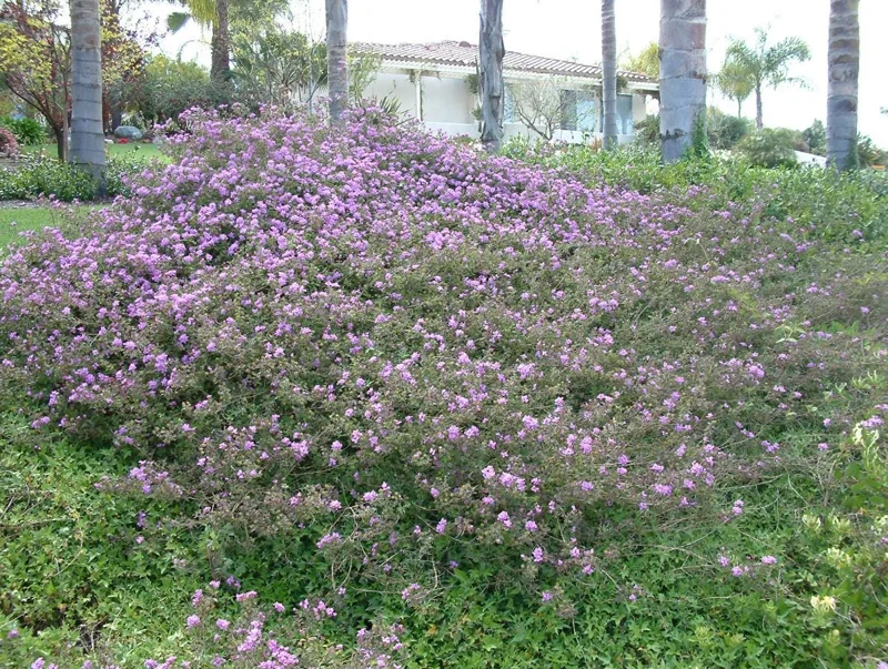 Trailing Lavender Lantana Live Plant Set – 3 Starter Plants, 4-6" Tall, Perennial Trailing Lavender Lantana Live Plant Set – 3 Starter Plants, 4-6" Tall, Perennial - Image 9