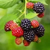 Triple Crown Thornless Blackberry Live Plant - 2 Pack, 4-8 Inch Tall, Rubus Fruit Tree Triple Crown Thornless Blackberry Live Plant - 2 Pack, 4-8 Inch Tall, Rubus Fruit Tree - Image 1