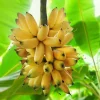 Truly Tiny Banana Live Plant – Musa Tropical Fruit Starter, 5-9 Inch Tall, Bare Root - Image 1