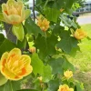 Tulip Tree Live Plant - 6-12" Tall, 1 Quart Pot - Liriodendron tulipifera - Image 1