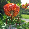 Turks Cap Lily Bulbs - Lilium superbum - Hardy Perennial - Set of 5 - Image 1