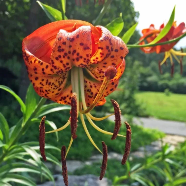 Turks Cap Lily Bulbs - Set of 10 - Lilium superbum - Hardy Orange Perennial Turks Cap Lily Bulbs - Set of 10 - Lilium superbum - Hardy Orange Perennial - Image 2