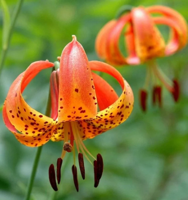 Turks Cap Lily Bulbs - Set of 10 - Lilium superbum - Hardy Orange Perennial Turks Cap Lily Bulbs - Set of 10 - Lilium superbum - Hardy Orange Perennial - Image 3