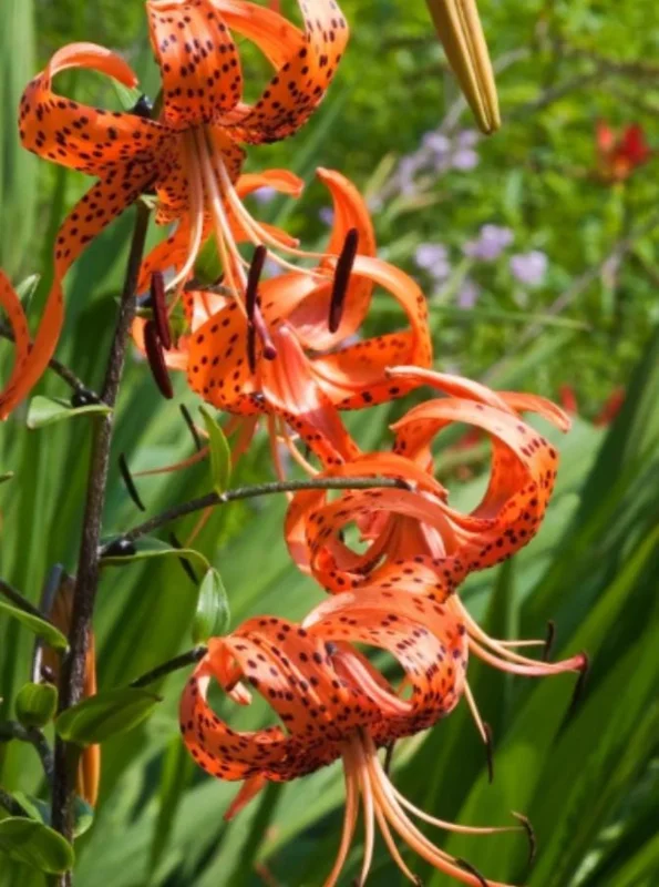 Turks Cap Lily Bulbs - Set of 10 - Lilium superbum - Hardy Orange Perennial Turks Cap Lily Bulbs - Set of 10 - Lilium superbum - Hardy Orange Perennial - Image 4