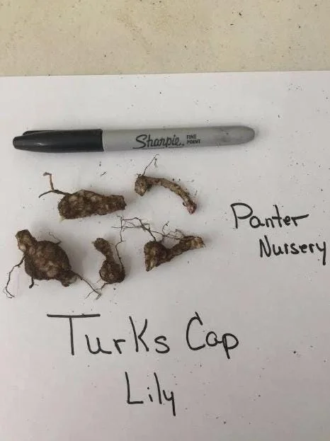 Turks Cap Lily Bulbs - Set of 10 - Lilium superbum - Hardy Orange Perennial Turks Cap Lily Bulbs - Set of 10 - Lilium superbum - Hardy Orange Perennial - Image 5