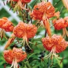 Turks Cap Lily Bulbs - Set of 10 - Lilium superbum - Hardy Orange Perennial - Image 1