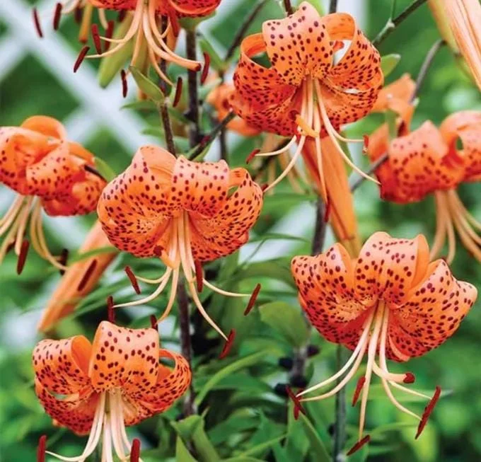 Turks Cap Lily Bulbs - Set of 10 - Lilium superbum - Hardy Orange Perennial Turks Cap Lily Bulbs - Set of 10 - Lilium superbum - Hardy Orange Perennial - Image 1