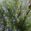 Tuscan Blue Rosemary Live Plants - Set of 3 - 4-6" Tall - Pollinator Friendly - Outdoor Herb Tuscan Blue Rosemary Live Plants - Set of 3 - 4-6" Tall - Pollinator Friendly - Outdoor Herb - Image 1