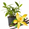 Vanilla Bean Orchid Live Plant, 4 Inch Pot, Fragrant Perennial Vine Vanilla Bean Orchid Live Plant, 4 Inch Pot, Fragrant Perennial Vine - Image 1