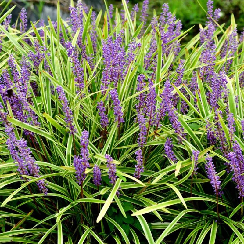 Variegated Monkey Grass Bare Roots - Liriope Muscari Variegata - Pack of 5 - Evergreen Ground Cover - 4-8 Inch Tall - Image 2