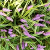 Variegated Monkey Grass Bare Roots - Liriope Muscari Variegata - Pack of 5 - Evergreen Ground Cover - 4-8 Inch Tall - Image 1
