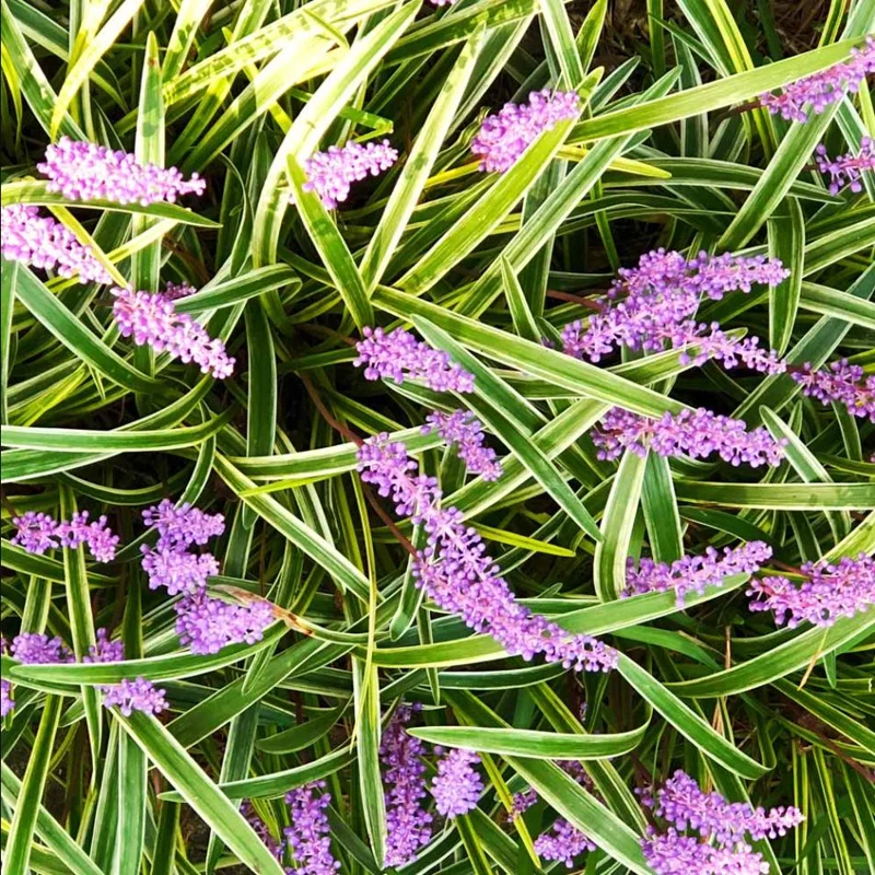 Variegated Monkey Grass Bare Roots - Liriope Muscari Variegata - Pack of 5 - Evergreen Ground Cover - 4-8 Inch Tall - Image 1