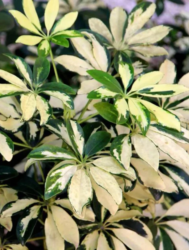 Variegated Schefflera Arboricola Live Plant - Trinette Umbrella Tree 5-6 Inch Tall Variegated Schefflera Arboricola Live Plant - Trinette Umbrella Tree 5-6 Inch Tall - Image 2