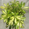 Variegated Schefflera Arboricola Live Plant - Trinette Umbrella Tree 5-6 Inch Tall Variegated Schefflera Arboricola Live Plant - Trinette Umbrella Tree 5-6 Inch Tall - Image 1