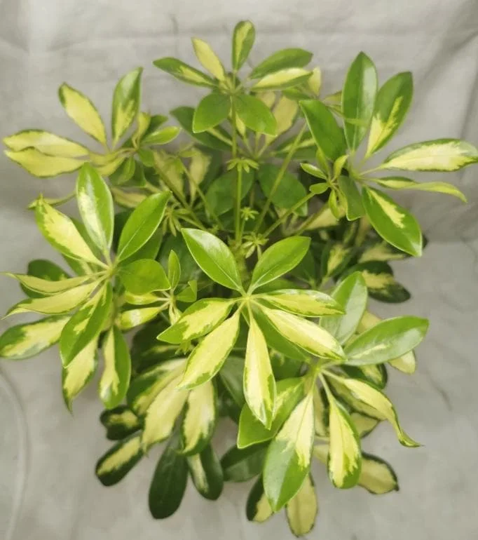 Variegated Schefflera Arboricola Live Plant - Trinette Umbrella Tree 5-6 Inch Tall Variegated Schefflera Arboricola Live Plant - Trinette Umbrella Tree 5-6 Inch Tall - Image 1