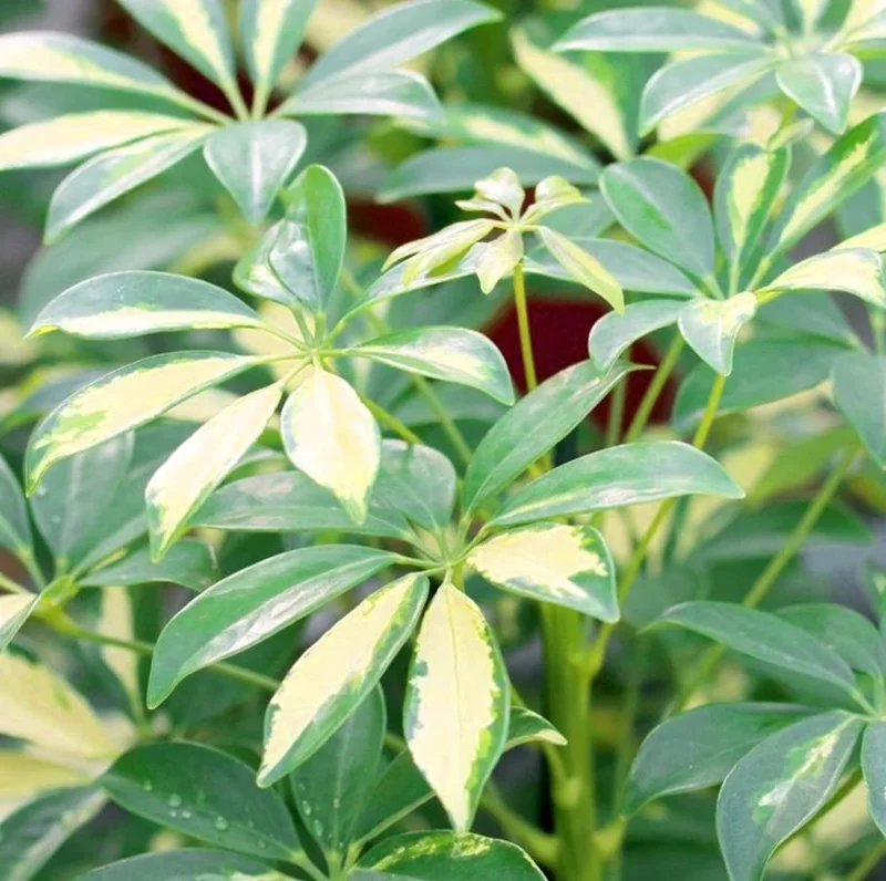 Variegated Schefflera Arboricola Live Plant - Trinette Umbrella Tree 5-6 Inch Tall Variegated Schefflera Arboricola Live Plant - Trinette Umbrella Tree 5-6 Inch Tall - Image 6