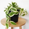 Variegated Vanilla Orchid Live Plant – Vanilla Vine in 4 Inch Pot – Indoor Orchid - Image 1