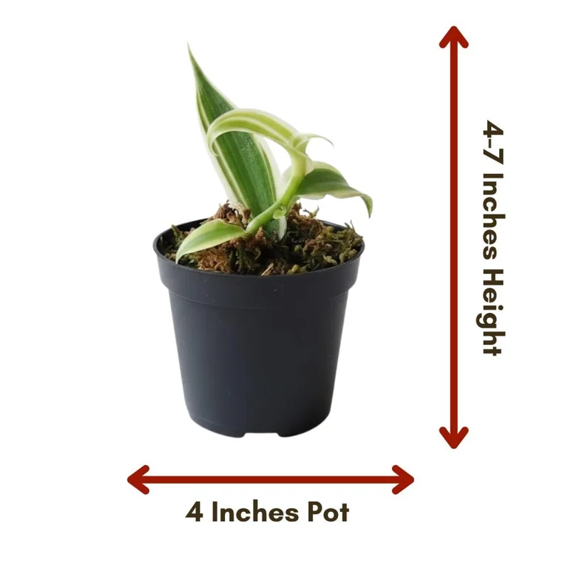 Variegated Vanilla Orchid Live Plant – Vanilla Vine in 4 Inch Pot – Indoor Orchid Variegated Vanilla Orchid Live Plant – Vanilla Vine in 4 Inch Pot – Indoor Orchid - Image 4