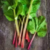 Victoria Rhubarb Bare Root Plant, 5 Pack, 3-5 Inch Tall, Perennial Victoria Rhubarb Bare Root Plant, 5 Pack, 3-5 Inch Tall, Perennial - Image 1