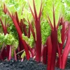 Victoria Rhubarb Bare Root Starter Plant - Perennial, 3-5 Inch Tall for Outdoor Garden - Image 1