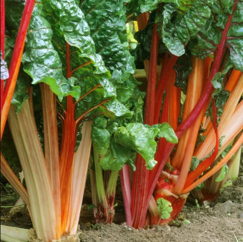 Victoria Rhubarb Roots 10 Pack - Live Plant 3-5 Inch Tall Bare Root for Garden Victoria Rhubarb Roots 10 Pack - Live Plant 3-5 Inch Tall Bare Root for Garden - Image 2