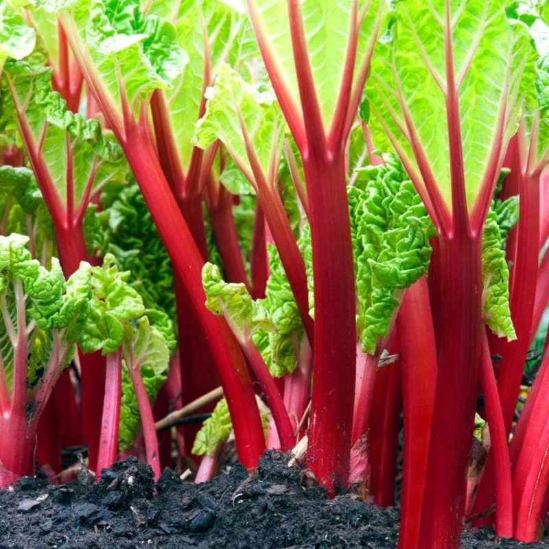 Victoria Rhubarb Roots 10 Pack - Live Plant 3-5 Inch Tall Bare Root for Garden Victoria Rhubarb Roots 10 Pack - Live Plant 3-5 Inch Tall Bare Root for Garden - Image 4