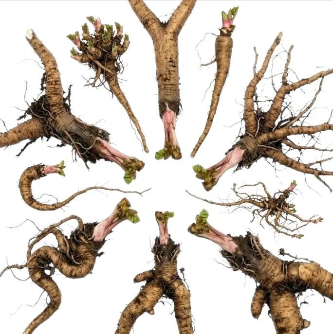 Victoria Rhubarb Roots 10 Pack - Live Plant 3-5 Inch Tall Bare Root for Garden Victoria Rhubarb Roots 10 Pack - Live Plant 3-5 Inch Tall Bare Root for Garden - Image 9