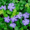Vinca Minor Live Plant - Creeping Myrtle Groundcover - 4" Pot - Violet-Blue Blooms - Image 1