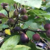 Violette de Bordeaux Fig Live Plant - Set of 2, 4-6 inch Tall, Cold Hardy, Edible Fruit - Image 1