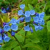 Virginia Bluebell Bare Root Plant - Set of 5 Roots - Mertensia virginica - Woodland Perennial - Image 1