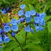 Virginia Bluebell Bare Roots - Set of 5 - Mertensia virginica - Spring Perennial Virginia Bluebell Bare Roots - Set of 5 - Mertensia virginica - Spring Perennial - Image 1