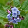 Virginia Bluebell - Set of 10 Bare Roots - Mertensia virginica - Early Spring Perennial Flower - Image 1