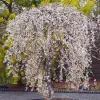 Weeping Yoshino Cherry Tree Sapling - Live Plant - 10-12" Tall - 2.5" Pot - Image 1