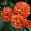 Westerland Climbing Rose Live Plant - Fragrant Orange Blooms, 4-6 Inch Tall Starter - Image 1