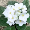 White African Violet Live Plant – 3-5 Inch Tall in 4 Inch Pot – Blooming Indoor Houseplant White African Violet Live Plant – 3-5 Inch Tall in 4 Inch Pot – Blooming Indoor Houseplant - Image 1