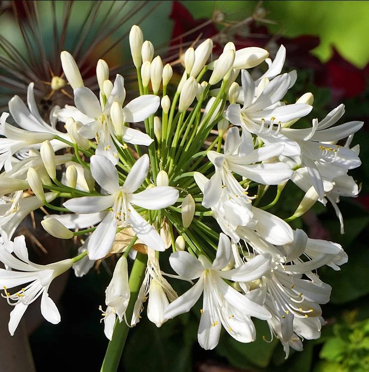 White Agapanthus Live Plant – African Lily – 5-6 Inch Tall Bare Root Perennial White Agapanthus Live Plant – African Lily – 5-6 Inch Tall Bare Root Perennial - Image 4