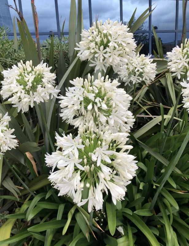 White Agapanthus Live Plant – African Lily – 5-6 Inch Tall Bare Root Perennial White Agapanthus Live Plant – African Lily – 5-6 Inch Tall Bare Root Perennial - Image 5