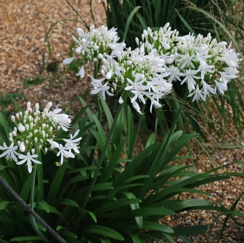 White Agapanthus Live Plant – African Lily – 5-6 Inch Tall Bare Root Perennial White Agapanthus Live Plant – African Lily – 5-6 Inch Tall Bare Root Perennial - Image 6