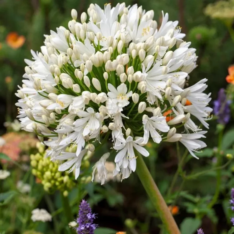 White Agapanthus Live Plant – African Lily – 5-6 Inch Tall Bare Root Perennial White Agapanthus Live Plant – African Lily – 5-6 Inch Tall Bare Root Perennial - Image 7