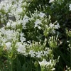 White Agapanthus Live Plant – African Lily – 5-6 Inch Tall Bare Root Perennial White Agapanthus Live Plant – African Lily – 5-6 Inch Tall Bare Root Perennial - Image 1