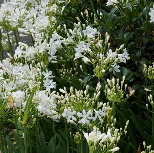 White Agapanthus Live Plant – African Lily – 5-6 Inch Tall Bare Root Perennial White Agapanthus Live Plant – African Lily – 5-6 Inch Tall Bare Root Perennial - Image 1