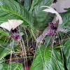 White Bat Flower Live Plant Tacca Integrifolia - 5-9 Inch Tall Exotic Orchid - Image 1