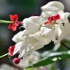White Bleeding Heart Vine Live Plant, Clerodendrum thomsoniae, 2-Pack, 4-6 Inch Tall, Well-Rooted Starter White Bleeding Heart Vine Live Plant, Clerodendrum thomsoniae, 2-Pack, 4-6 Inch Tall, Well-Rooted Starter - Image 1