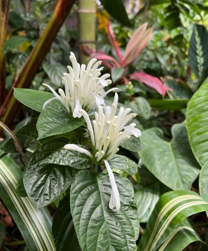 White Brazilian Plume Flower Live Plant - Justicia Carnea - 5-7 Inch Tall - Tropical Outdoor White Brazilian Plume Flower Live Plant - Justicia Carnea - 5-7 Inch Tall - Tropical Outdoor - Image 2