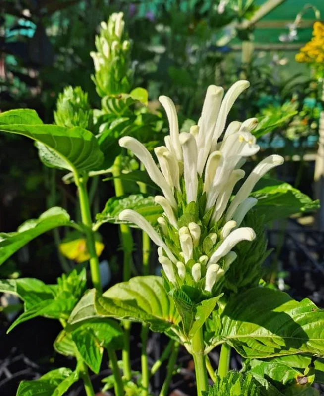White Brazilian Plume Flower Live Plant - Justicia Carnea - 5-7 Inch Tall - Tropical Outdoor White Brazilian Plume Flower Live Plant - Justicia Carnea - 5-7 Inch Tall - Tropical Outdoor - Image 3