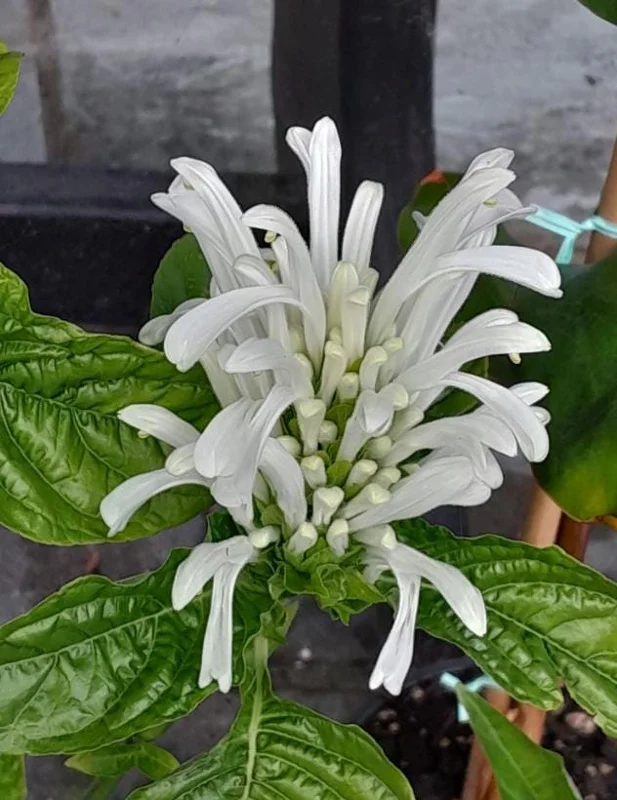 White Brazilian Plume Flower Live Plant - Justicia Carnea - 5-7 Inch Tall - Tropical Outdoor White Brazilian Plume Flower Live Plant - Justicia Carnea - 5-7 Inch Tall - Tropical Outdoor - Image 4