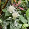 White Brazilian Plume Flower Live Plant - Justicia Carnea - 5-7 Inch Tall - Set of 2 - Image 1