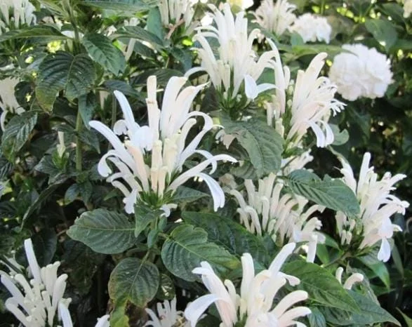 White Brazilian Plume Flower Live Plant - Justicia Carnea - 5-7 Inch Tall - Tropical Outdoor White Brazilian Plume Flower Live Plant - Justicia Carnea - 5-7 Inch Tall - Tropical Outdoor - Image 6