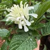 White Brazilian Plume Flower Live Plant - Justicia Carnea - 5-7 Inch Tall - Tropical Outdoor - Image 1