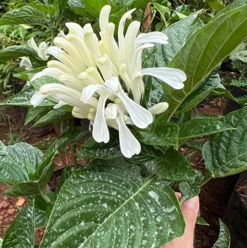 White Brazilian Plume Flower Live Plant - Justicia Carnea - 5-7 Inch Tall - Tropical Outdoor White Brazilian Plume Flower Live Plant - Justicia Carnea - 5-7 Inch Tall - Tropical Outdoor - Image 1